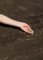 sow plants in the garden. Selective focus.