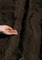 sow plants in the garden. Selective focus.