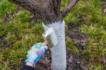 treat a tree trunk in the garden. Selective focus.