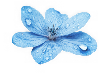 Delicate Blue Flower with Water Droplets Isolated on Transparent Background for Design Projects