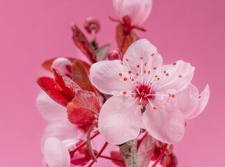 Blooming plum flower close up on pink background.  Symbol of life beginning and the awakening of...