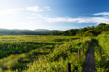 長野県下諏訪町　夏の八島ヶ原湿原
