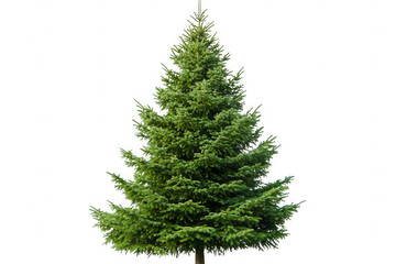 Evergreen Christmas Tree Isolated on White