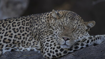 leopard sleeping close-up
