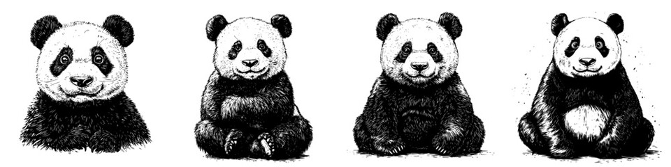 Obraz premium Various illustrations of pandas showcasing different poses and expressions in a black and white style