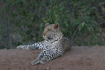 Leopard laying on ground