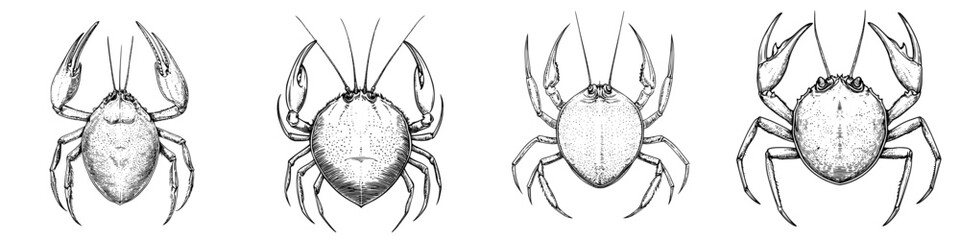 Obraz premium Detailed illustrations of different crab species showcasing their unique characteristics and features in a scientific style