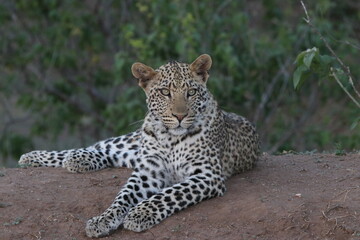 Leopard resting on ground