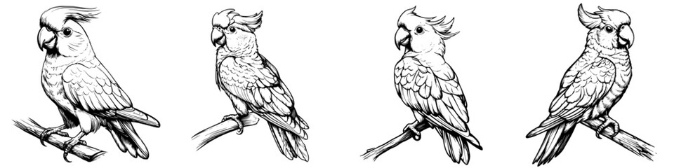 Obraz premium Beautiful cockatoos perched on branches in a natural setting showcasing their unique features and playful demeanor