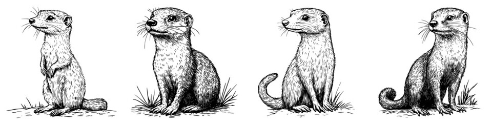 Obraz premium Illustration of a group of playful otters in various poses, showcasing their curiosity and social nature in a natural setting