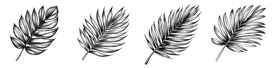 Fototapeta premium Different types of palm leaves arranged in a row showcasing their unique shapes and textures