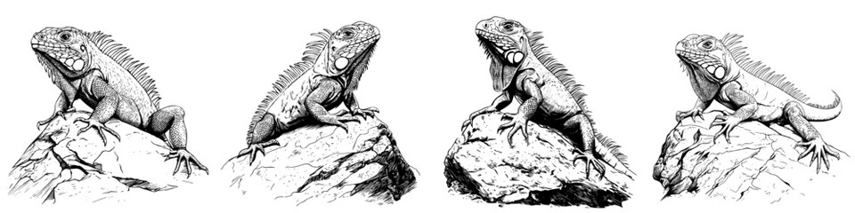 Obraz premium Detailed illustration of iguanas perched on rocks in a natural setting during bright daylight