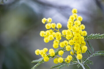 ミモザの花のクローズアップ