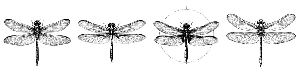 Detailed illustration of dragonflies in various positions showcasing their wings and anatomy, ideal for nature studies or art projects