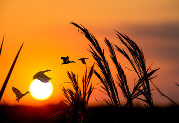 Ducks taking flight silhouetted against the sunset