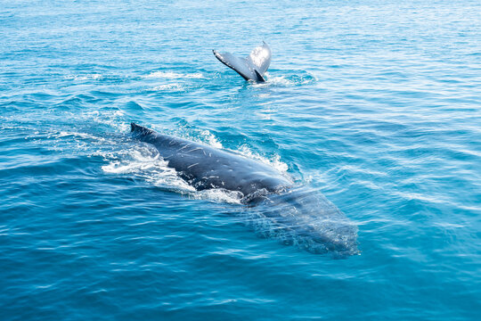 Curious Whale with whale in background showing it's tail
