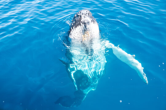 Curious Whale bobbing up and down in water