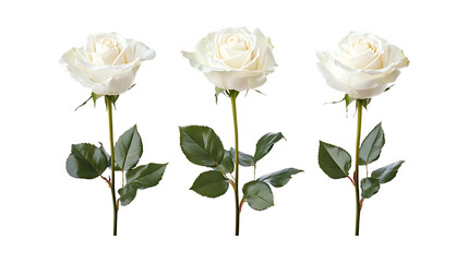 Obraz premium Bouquet of White Roses Set of Three Different Poses on Transparent Background for Floral Design, Wedding Decoration, or Gift Promotion