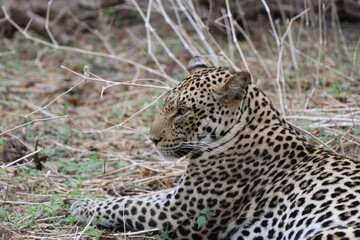 Leopard resting close-up