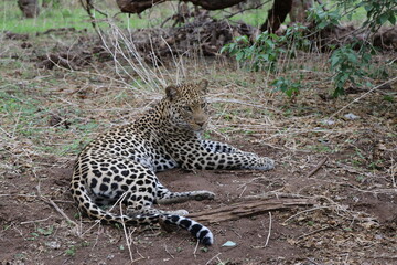 leopard resting 