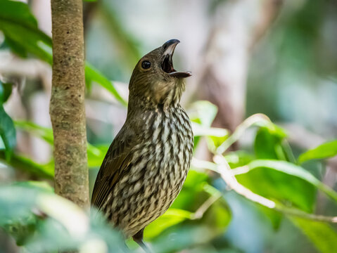 Tooth-billed bowerbird