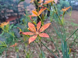 Tiger Lilies flowers  