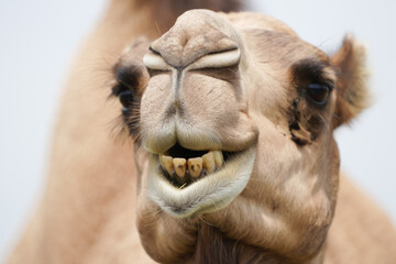Obraz premium Close-up of a smiling camel with prominent teeth in desert setting