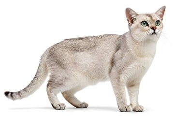 Adorable gray feline, a British and Scottish mix, sitting isolated