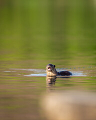 Wild Smooth coated otter or Lutrogale perspicillata angry face expression with reflection in ramganga river water at dhikala zone of jim corbett national park uttarakhand india asia