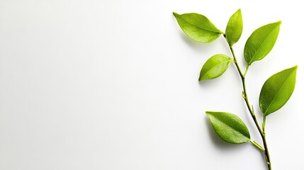 Obraz premium Green sprig on white background; nature, growth, freshness; website banner