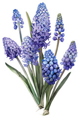 Fototapeta premium PNG Bouquet of flowers lavender blossom plant.