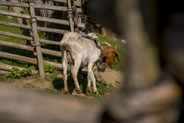 Wirtshaus Steirereck am Pogusch, Steiermark, Österreich, 2015,