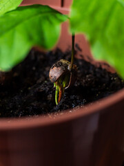 Top view. Young green oak seedling in pot. Pot with oak sprout. Oak nut roots.