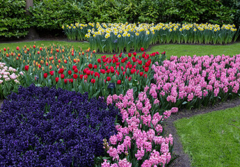 Colorful flowers in the Keukenhof Garden in Lisse, Holland, Netherlands.