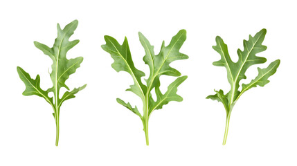 Fototapeta premium Pack of Arugula set Against Transparent Background for Culinary Branding, Organic Food Promotion, or Healthy Eating Design Projects