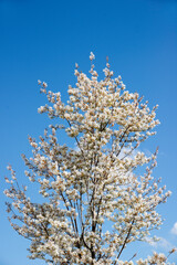 Apfelblüten am Baum