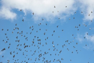 Birds flying in sunny sky