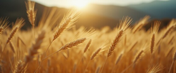 Golden wheat field bathed in sunlight, showcasing ripening crops against a soft mountain backdrop.
