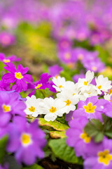 Meadow full of pink and white primulas.
