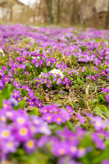 Meadow full of pink and white primulas.
