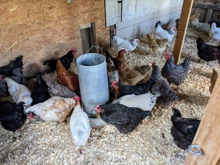 chickens on a farm © Krogoo