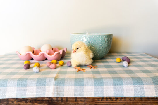 Easter chicken with easter eggs