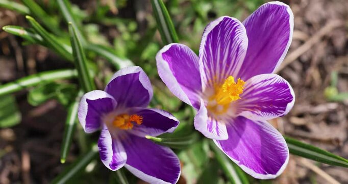 Blooming purple crocus flowers in spring garden