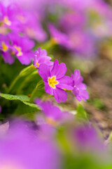 Fototapeta premium Meadow full of pink and white primulas.