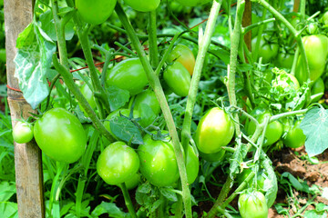 Pruning Tomato Plants with Green Unripe Fruits in Organic Farm