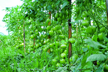 Pruning Tomato Plants with Green Unripe Fruits in Organic Farm
