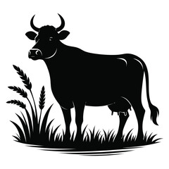 black and white bull