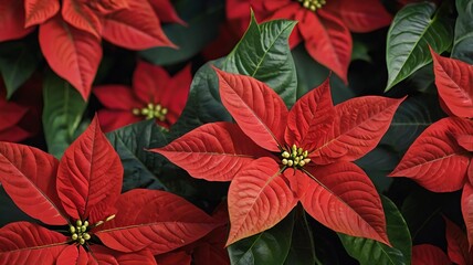 A closeup of the blossomed beautiful red poinsettia flowers