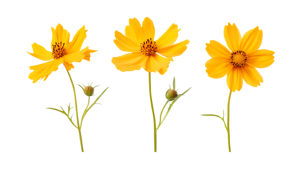 Coreopsis Plant Set of Three Different Poses on Transparent Background for Garden, Nature-Inspired Home Decor, or Floral Branding