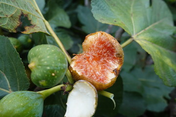 Ripe fig split open on the branch, revealing vibrant red interior